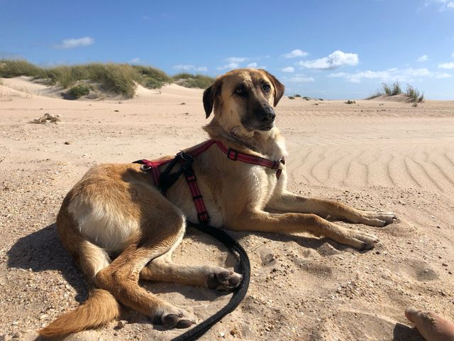 fellengel_paulinchen_03