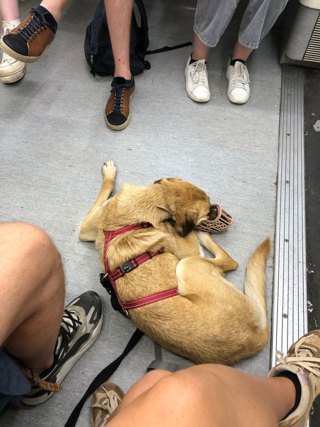 fellengel_paulinchen_08