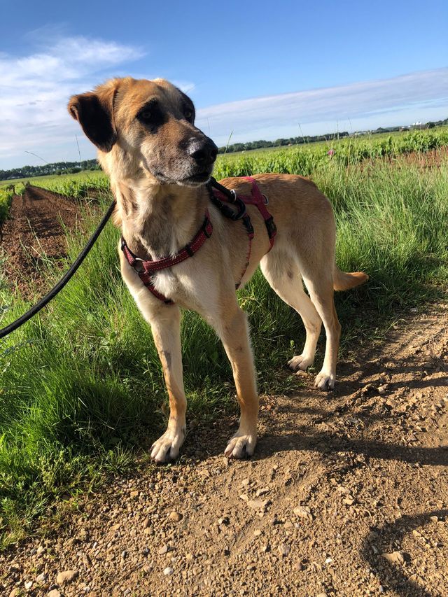 fellengel_paulinchen_09