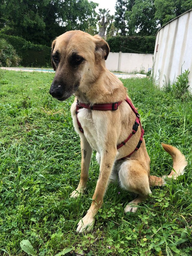 fellengel_paulinchen_11