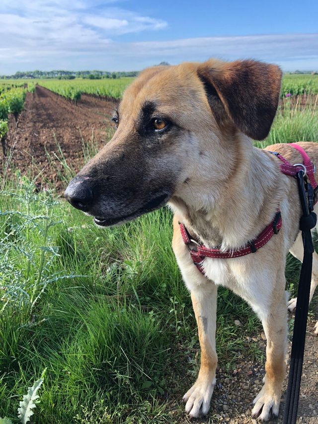 fellengel_paulinchen_12