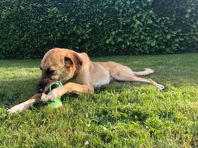 fellengel_paulinchen_13