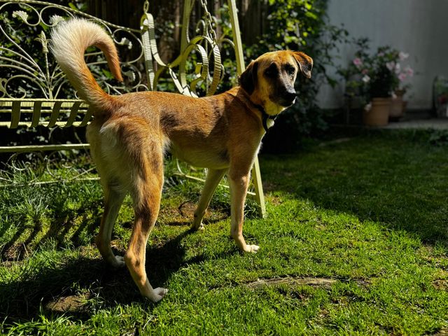 fellengel_paulinchen_15