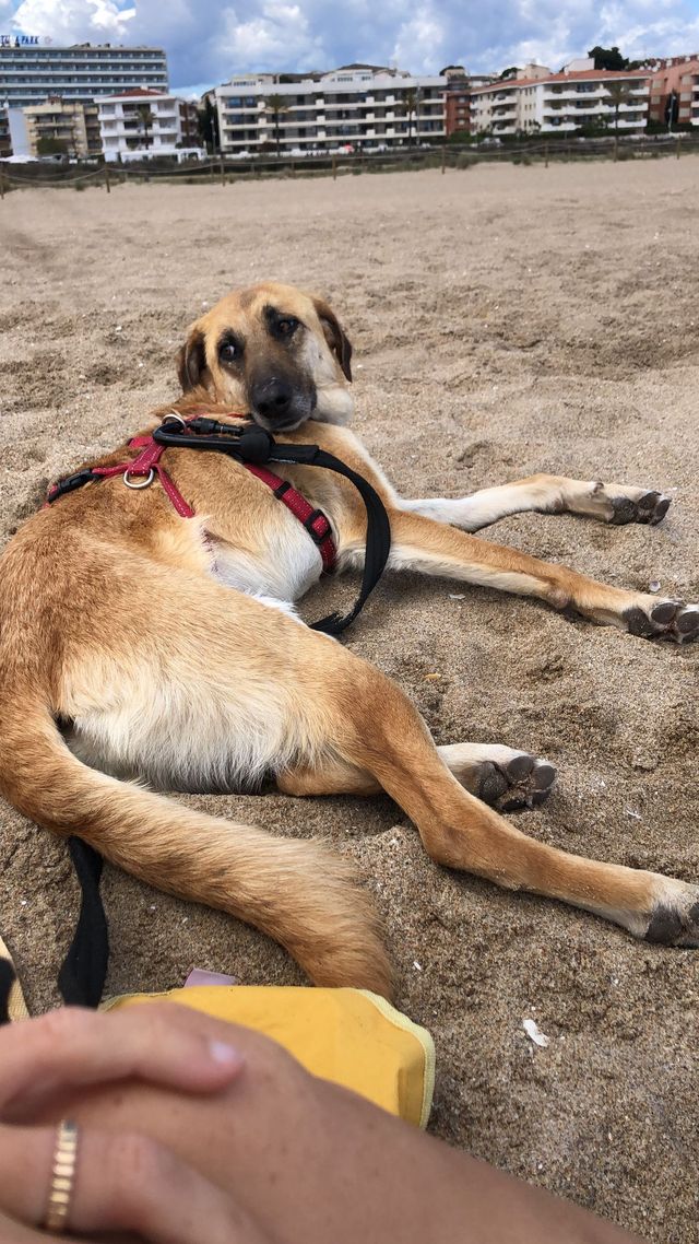 fellengel_paulinchen_19