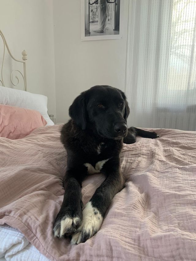 fellengel_pauline_03