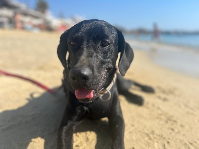 fellengel_piratis_16