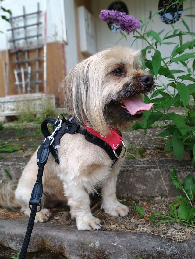 fellengel_schröder_02