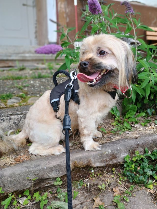 fellengel_schröder_03