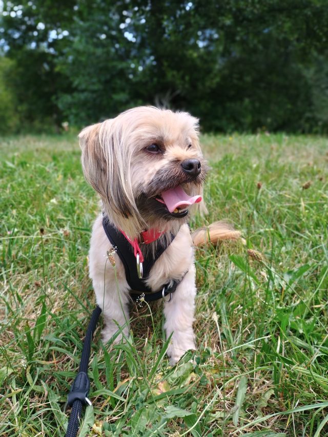 fellengel_schröder_09