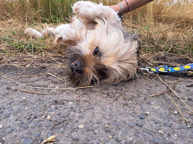 fellengel_schröder_1