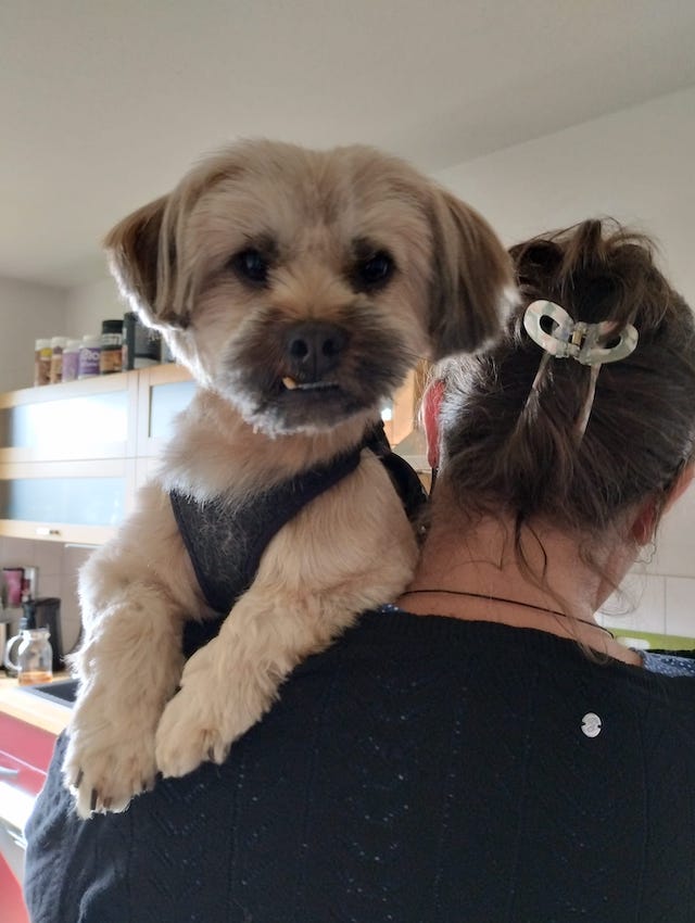 fellengel_schröder_1