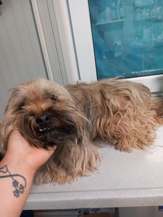 fellengel_schröder_1