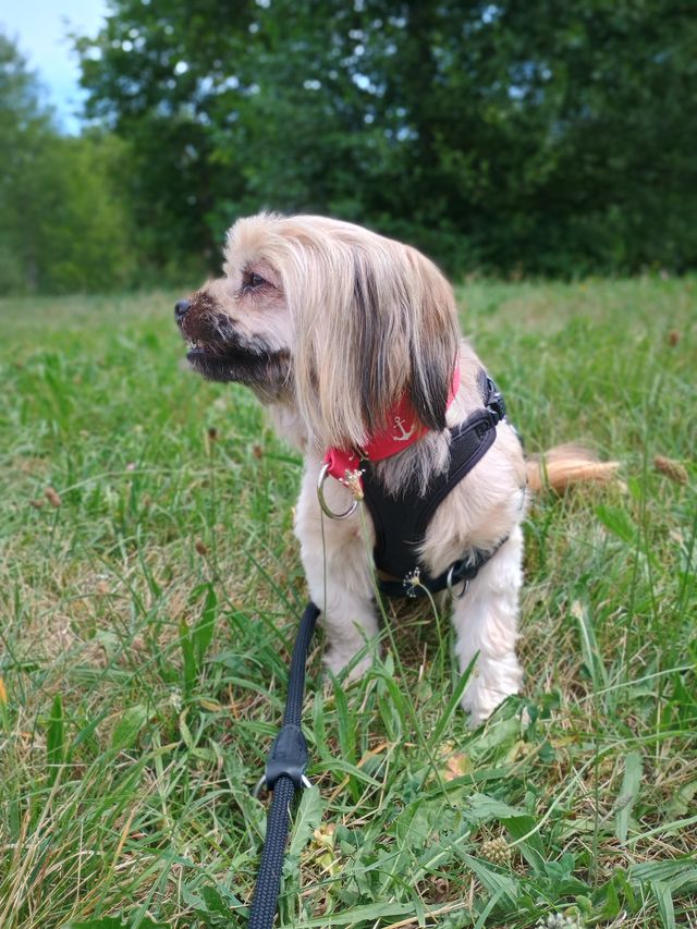 fellengel_schröder_15