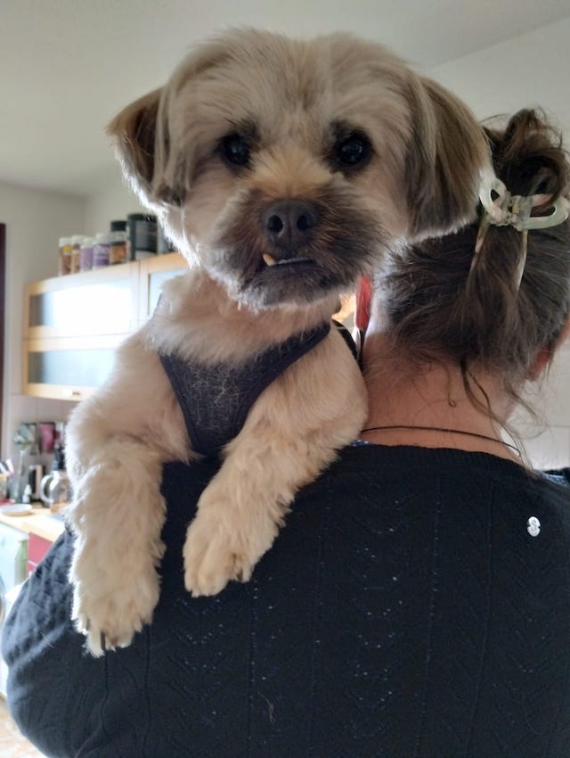 fellengel_schröder_2