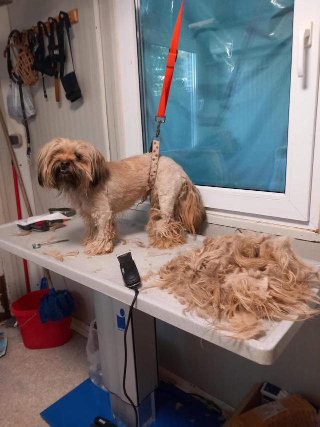 fellengel_schröder_2