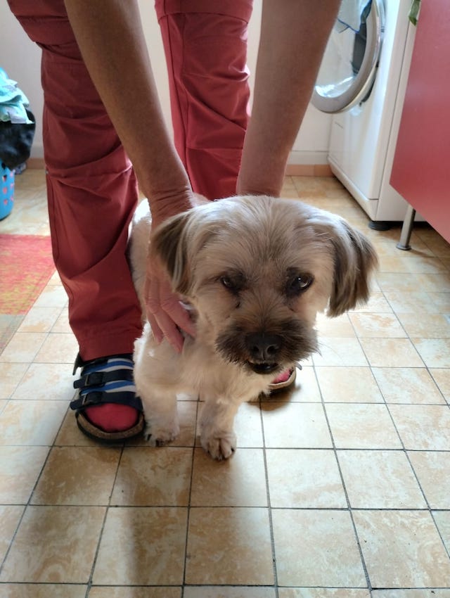 fellengel_schröder_3