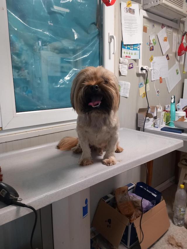 fellengel_schröder_3