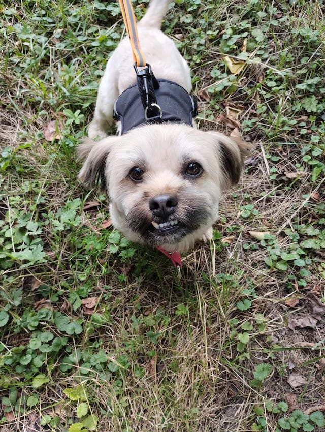 fellengel_schröder_4