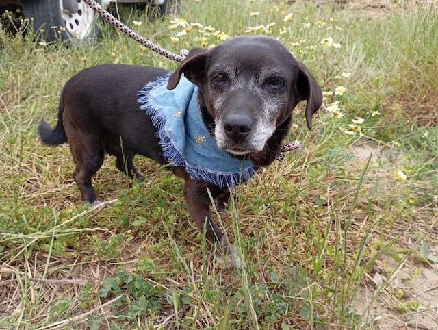 fellengel_small_ira_1