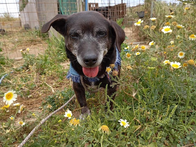 fellengel_small_ira_10