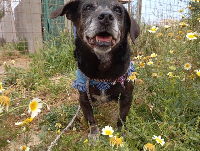 fellengel_small_ira_12