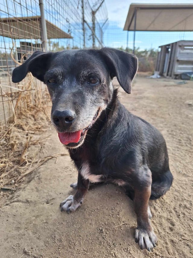 fellengel_small_ira_13