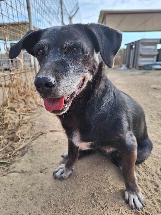 fellengel_small_ira_14