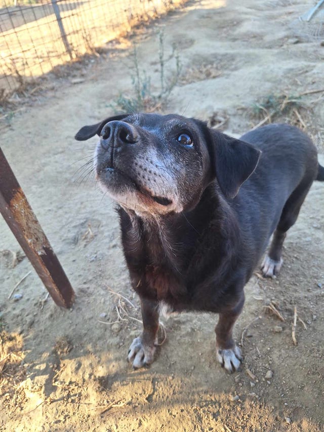 fellengel_small_ira_17