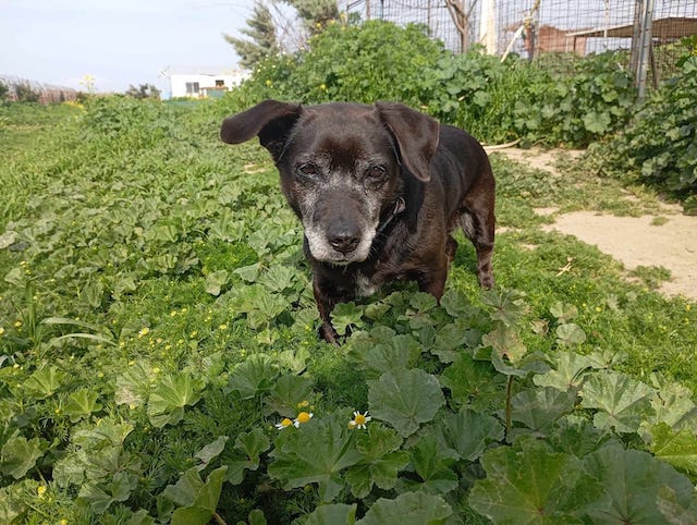 fellengel_small_ira_18