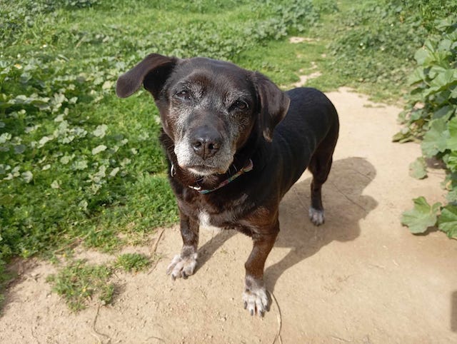 fellengel_small_ira_19