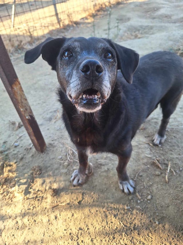 fellengel_small_ira_20