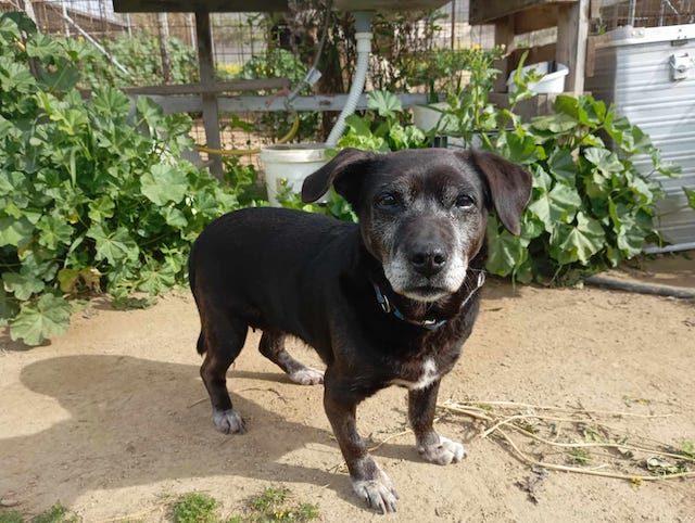 fellengel_small_ira_21