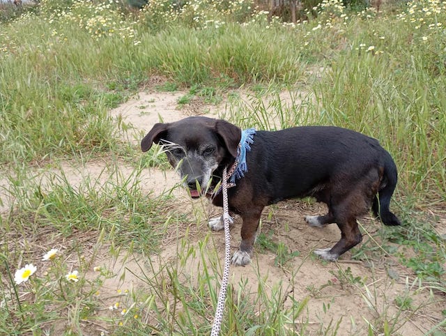 fellengel_small_ira_4