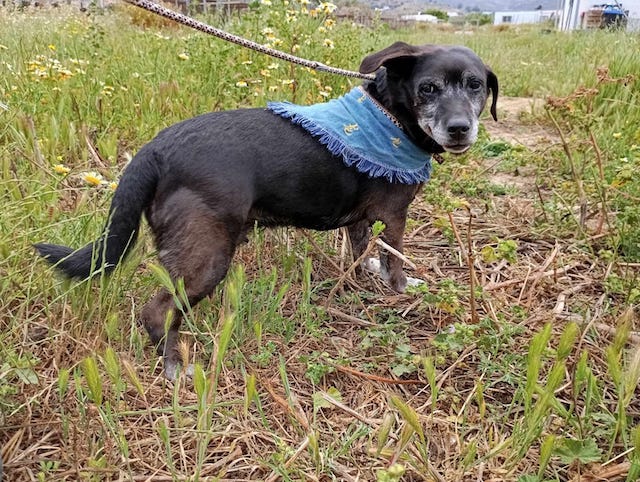 fellengel_small_ira_5