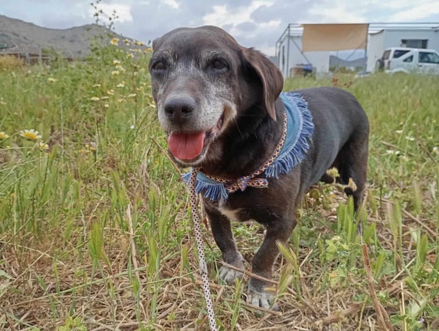 fellengel_small_ira_6