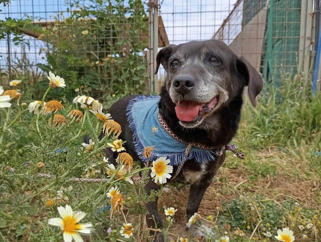 fellengel_small_ira_7