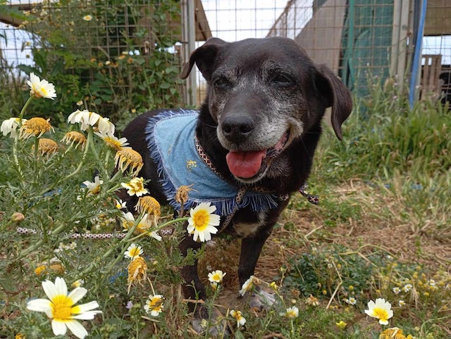 fellengel_small_ira_8