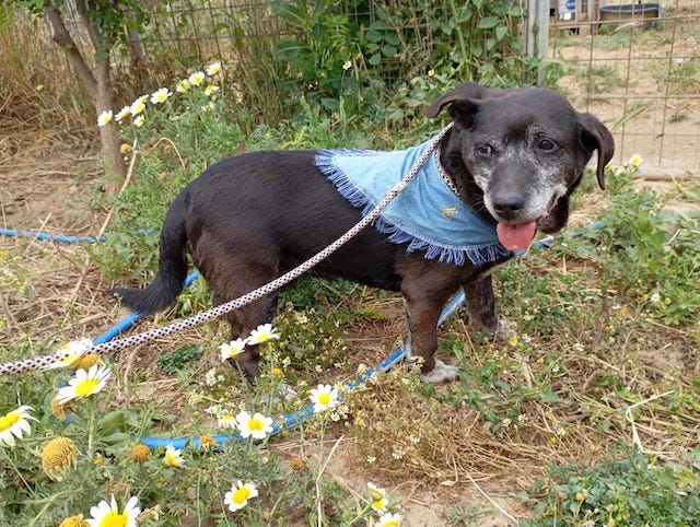 fellengel_small_ira_9