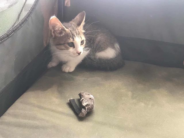 fellengel_stelios_02