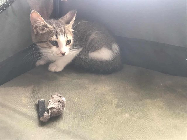 fellengel_stelios_03