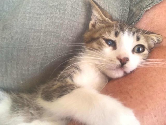 fellengel_stelios_04