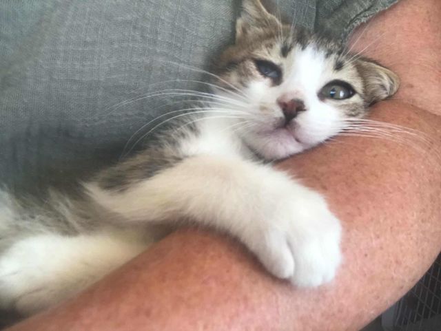 fellengel_stelios_05