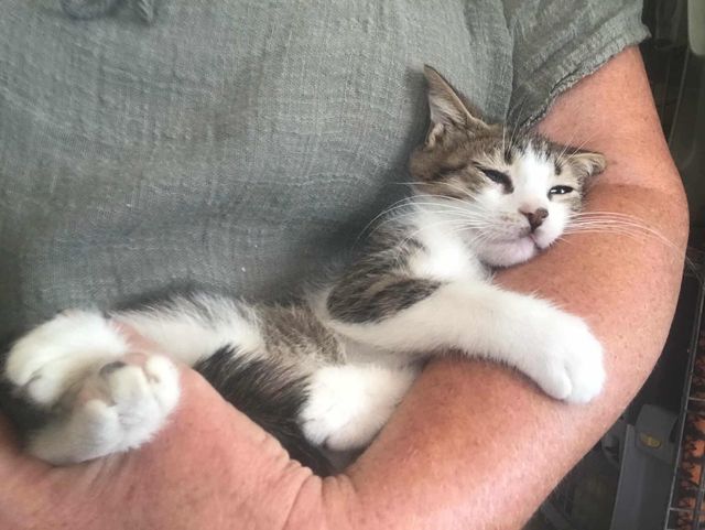 fellengel_stelios_06