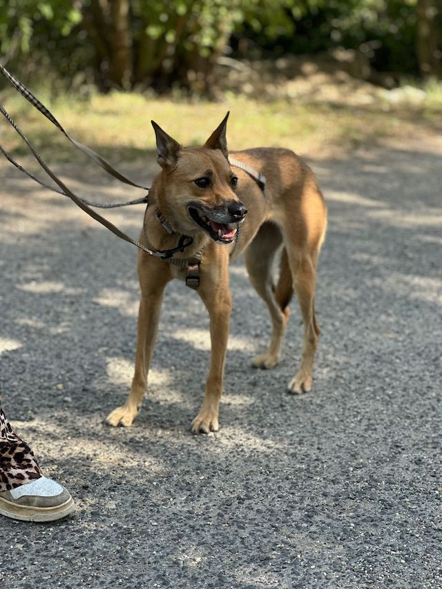 fellengel_,szamoca_1