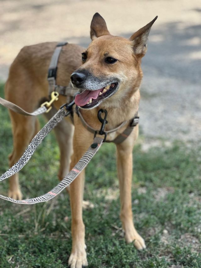 fellengel_,szamoca_3