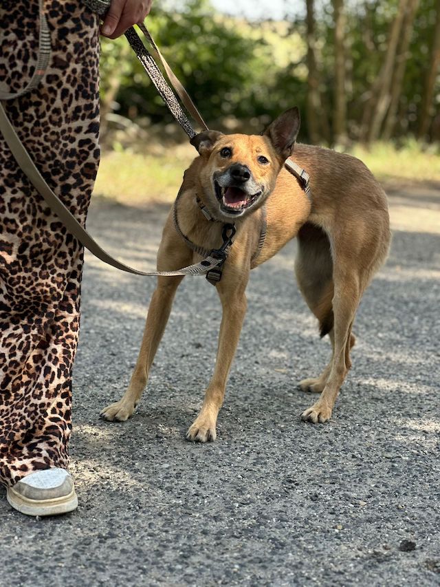 fellengel_,szamoca_4