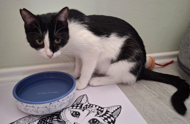 fellengel_Isabella_1