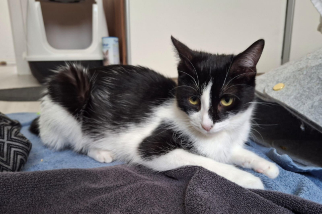 fellengel_Isabella_2