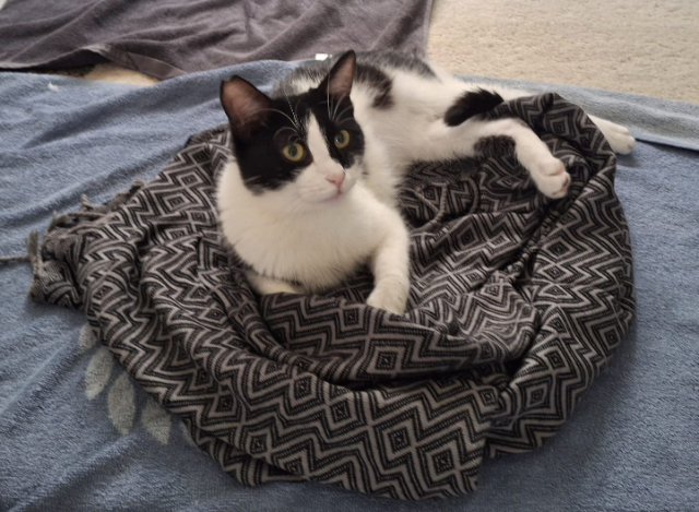 fellengel_Isabella_4