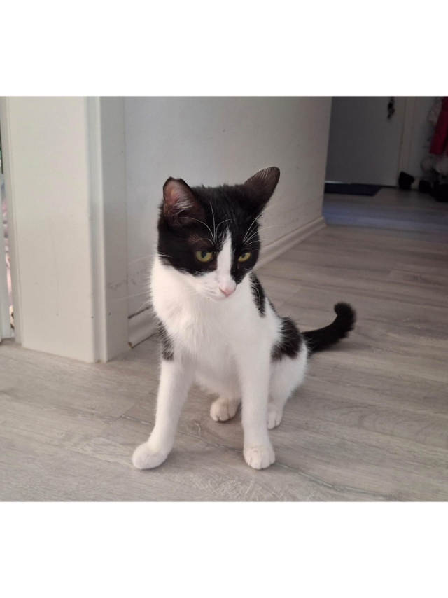 fellengel_Isabella_5